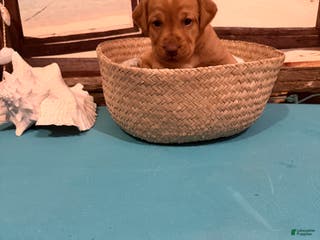 Labrador Retriever dogs Labrador Retriever SIESTA - Ad 9