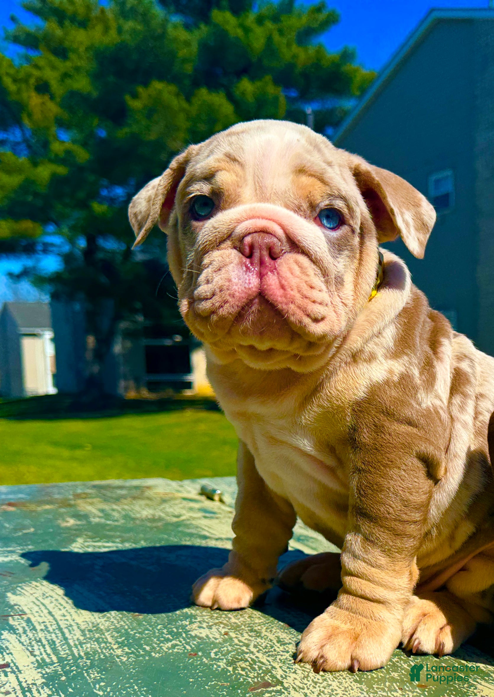 English Bulldog dogs Smokey - Ad 18