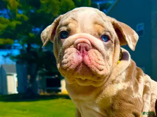 English Bulldog dogs Smokey - Ad 18