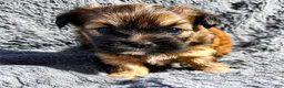 Shorkie dogs for sale: Rudy - Ad 1