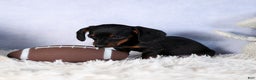 Miniature Dachshund dogs for sale: Cocoa - Ad 7