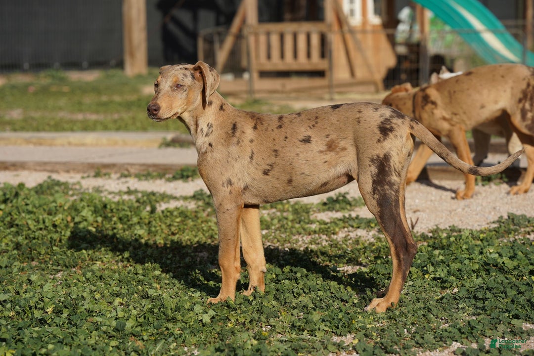 Mixed Breed dogs for sale: POL Lilac Fawn Merle F RT - Ad 12