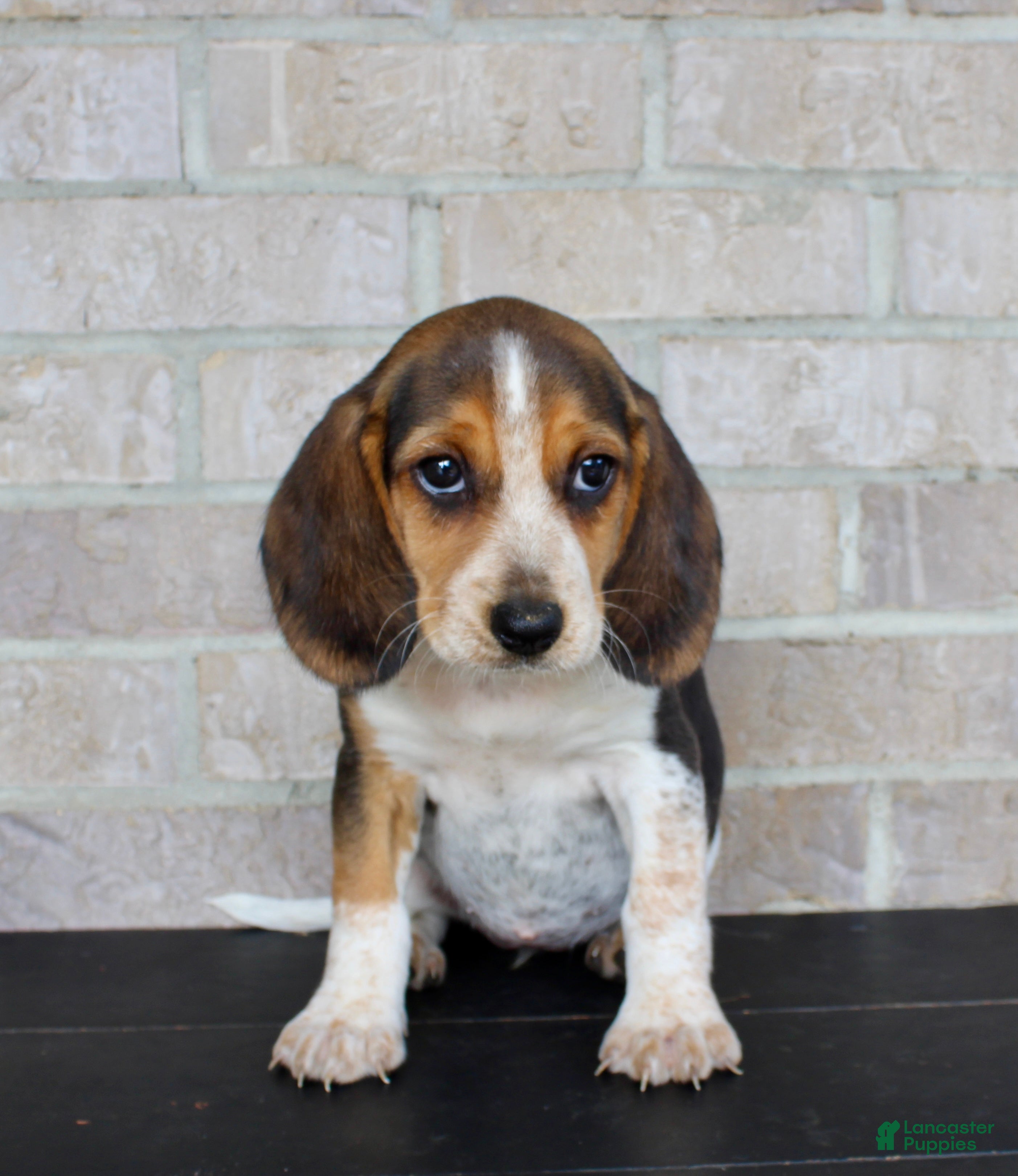 Beagle dogs Biscuit - Ad 2