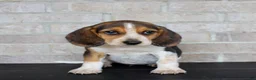 Beagle dogs for sale: Biscuit - Ad 2