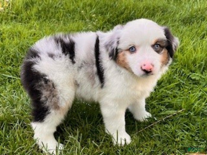 Miniature Australian Shepherd dogs Grace - Ad 2