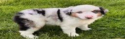 Miniature Australian Shepherd dogs for sale: Grace - Ad 2