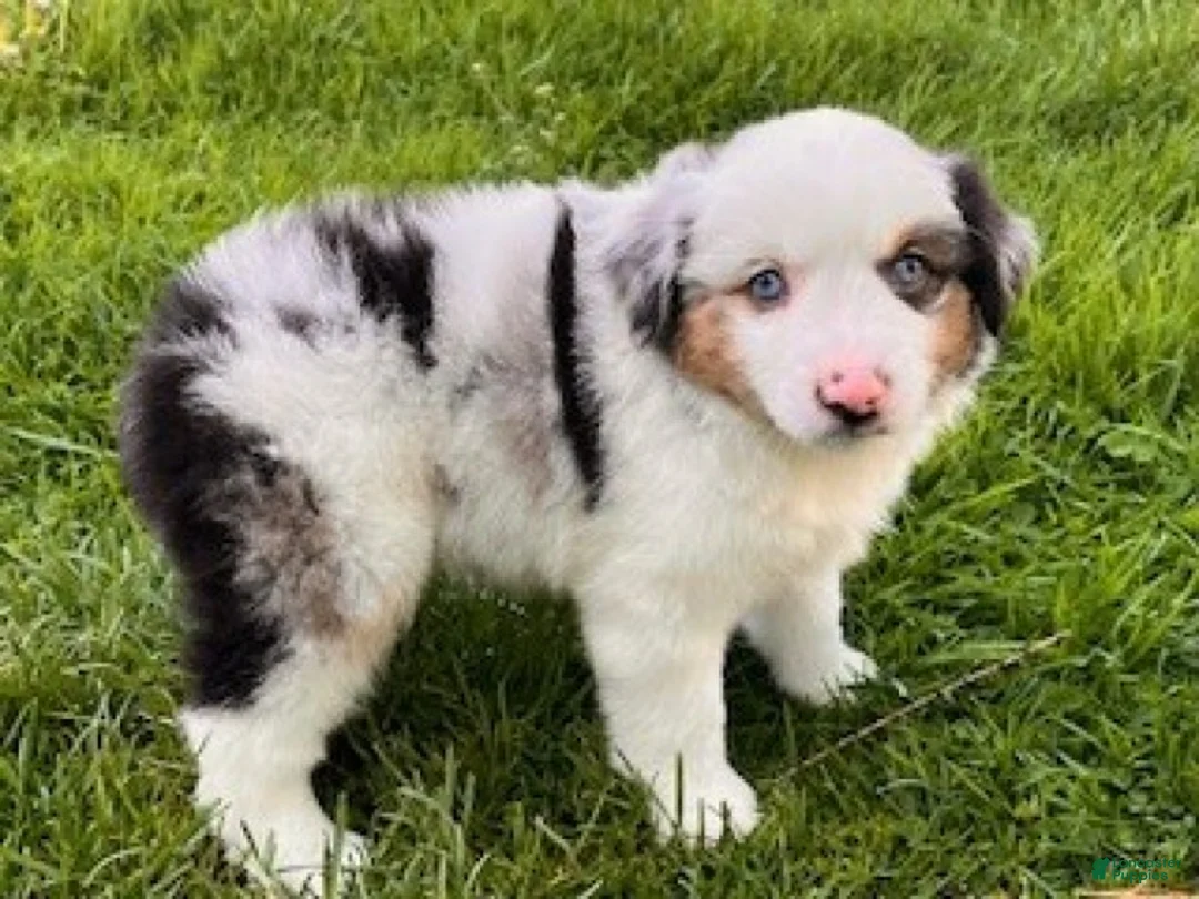 Miniature Australian Shepherd dogs for sale: Grace - Ad 2
