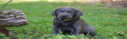 Labrador Retriever dogs for sale: Star - Ad 10