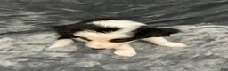 Border Collie dogs for sale: Maverick - Ad 12