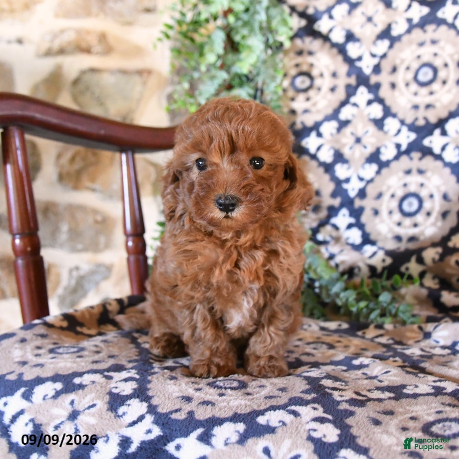 Toy Poodle dogs for sale: Melody - Ad 1