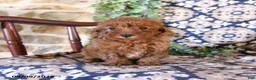 Toy Poodle dogs for sale: Melody - Ad 1