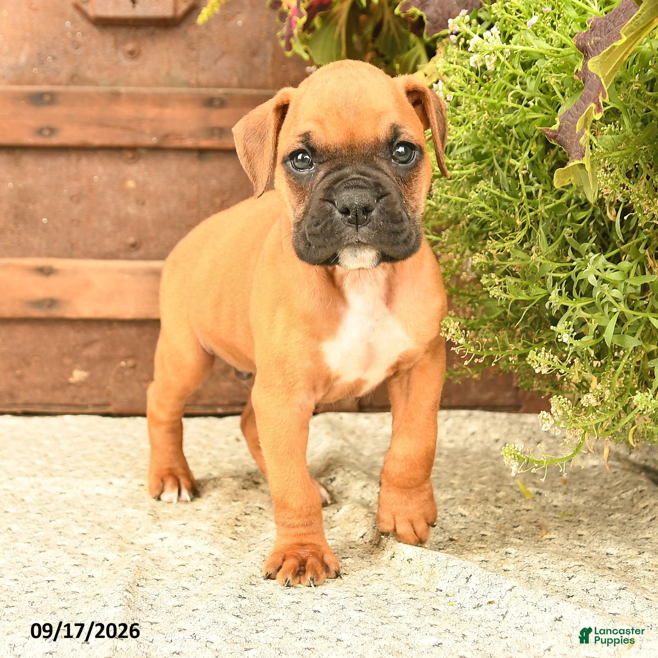 Boxer dogs Baxter - Ad 2