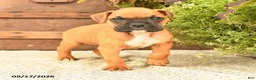 Boxer dogs for sale: Baxter - Ad 2