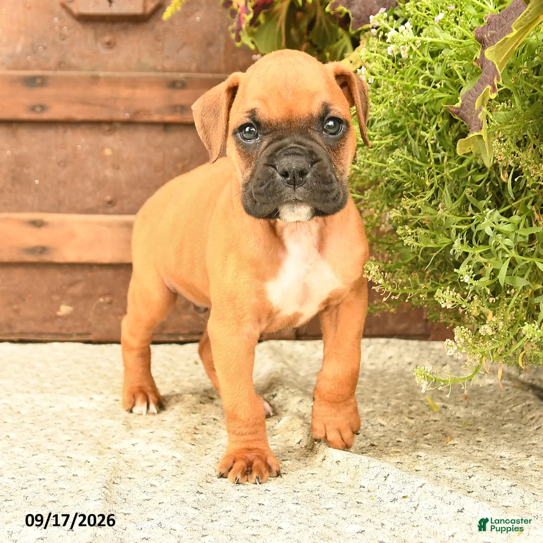 Boxer dogs for sale: Baxter - Ad 2