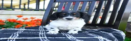 Miniature Dachshund dogs for sale: Digger - Ad 1