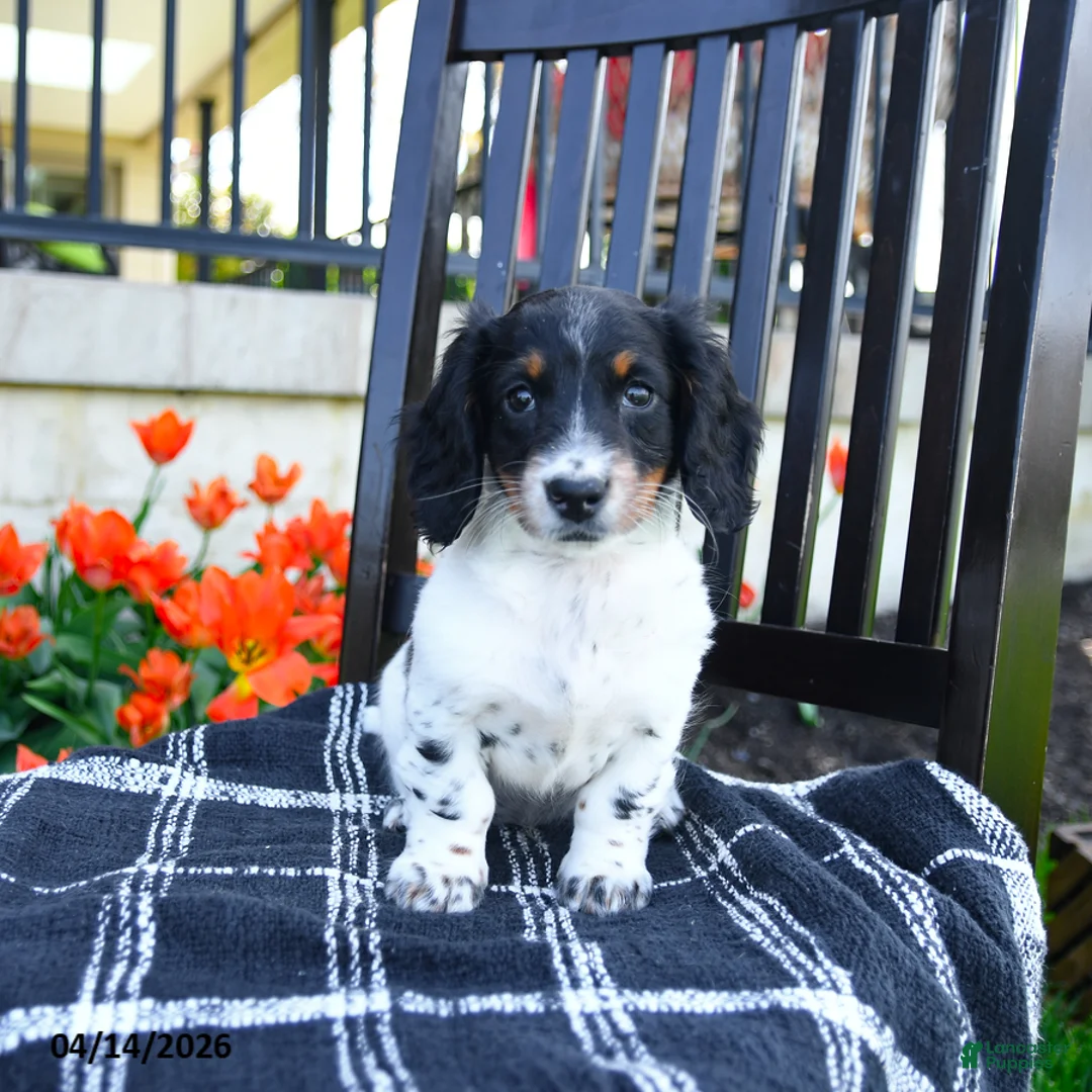 Miniature Dachshund dogs for sale: Digger - Ad 1