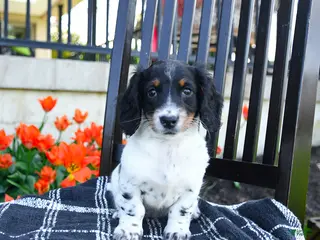 Miniature Dachshund dogs for sale: Digger - Ad 1