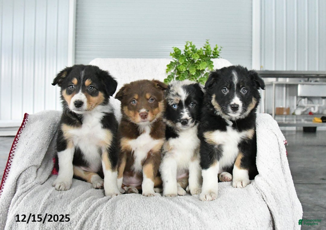 Border Collie dogs for sale: Lucy - Ad 5