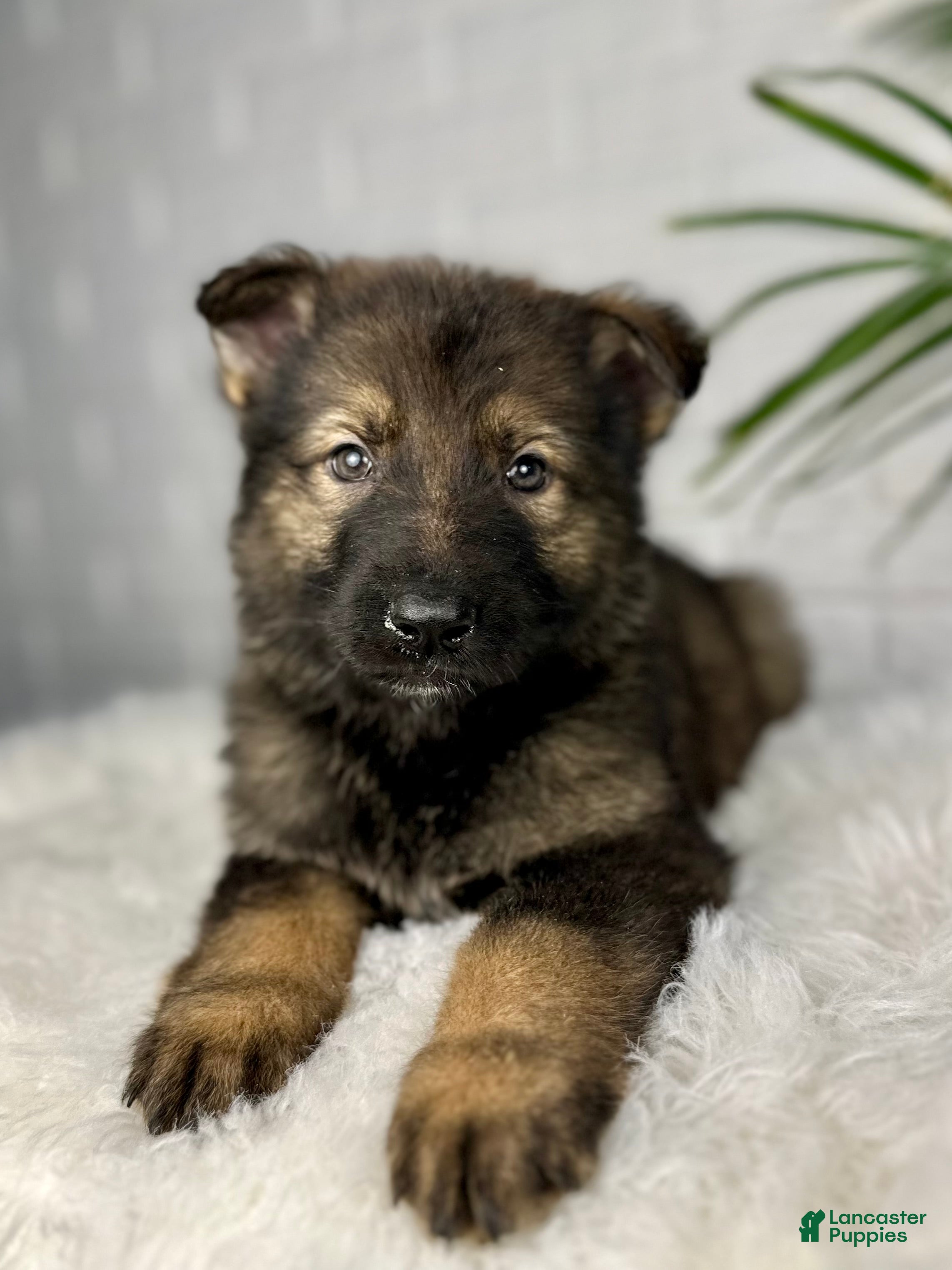 German Shepherd dogs Smoke  - Ad 2