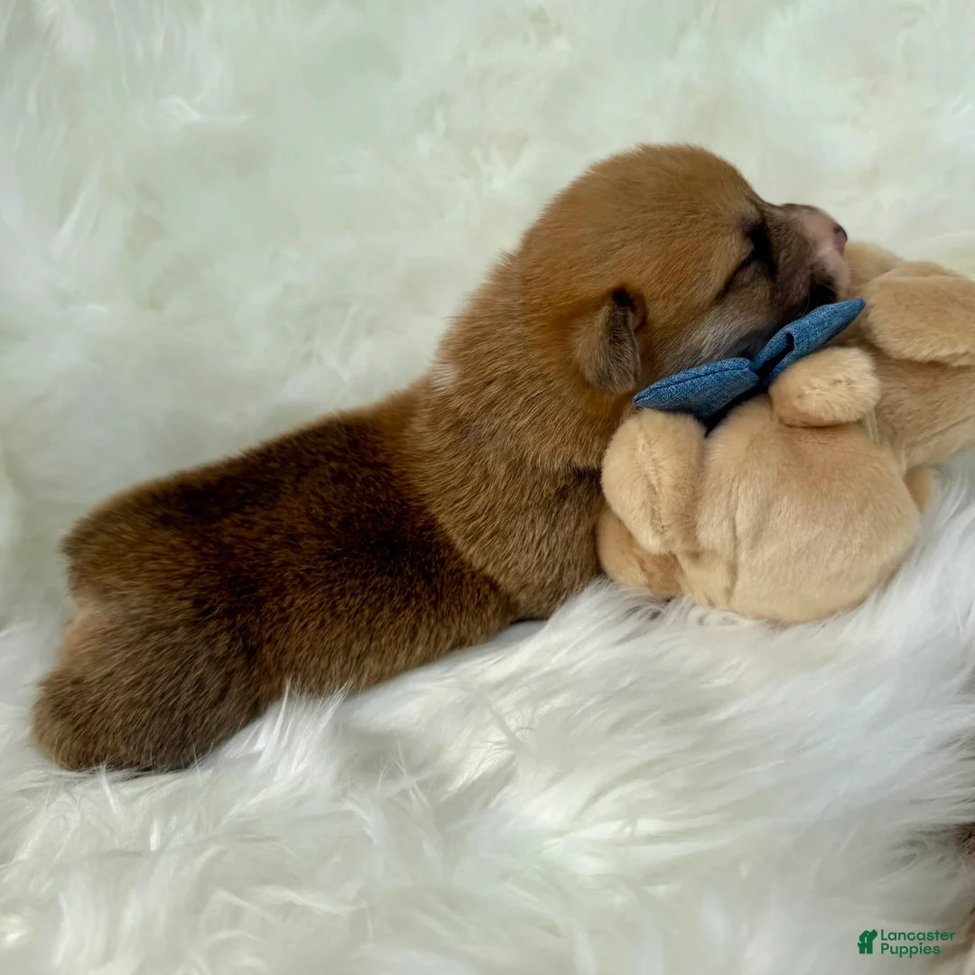 Welsh Corgi Pembroke dogs for sale: Bruno - Ad 12