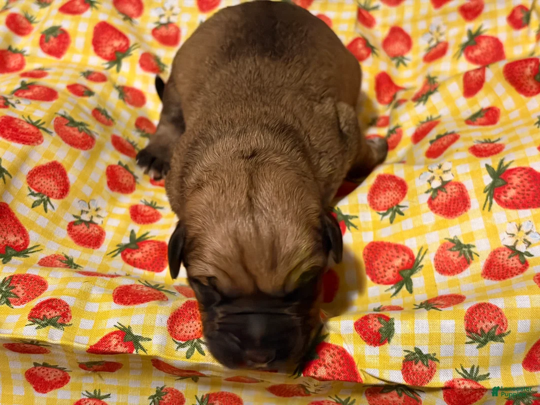 Mixed Breed dogs for sale: Magenta Boy - Ad 2