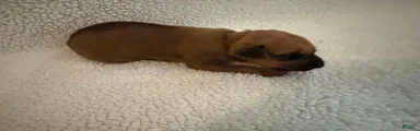 Rhodesian Ridgeback 5