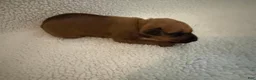 Rhodesian Ridgeback dogs for sale: Rhodesian Ridgeback 5 - Ad 1