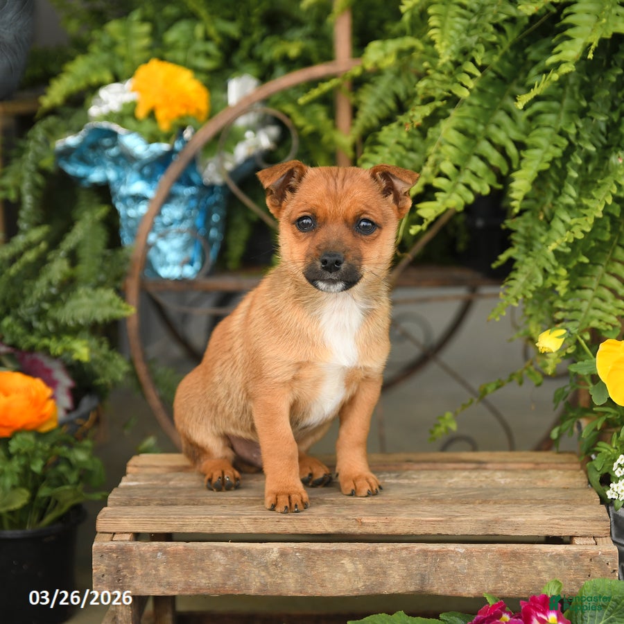Mixed Breed dogs Flash - Ad 1