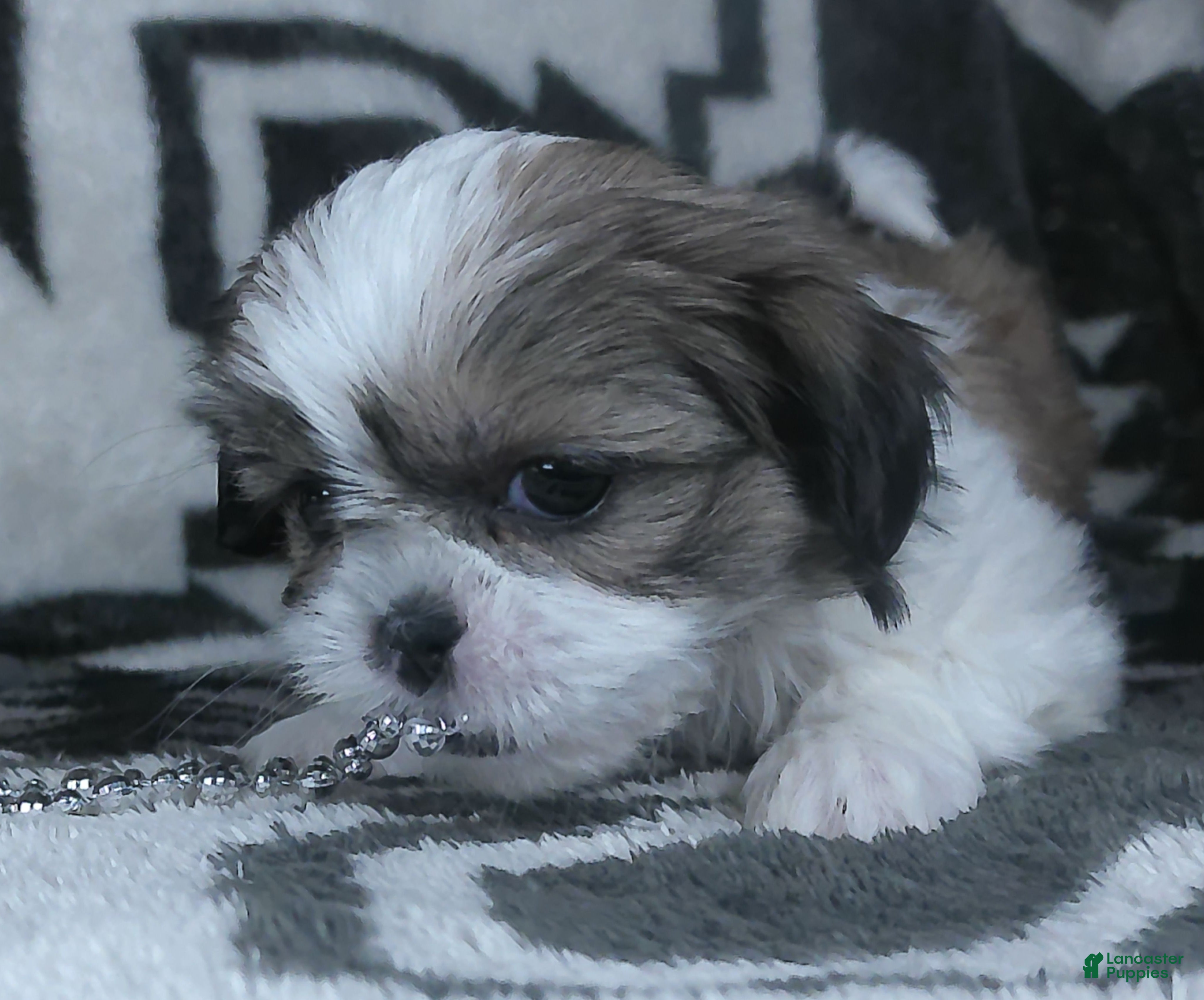 Shih Tzu dogs Alex - Ad 2