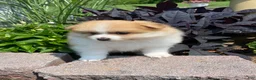 Pomeranian dogs for sale: Pomeranian 2 - Ad 5