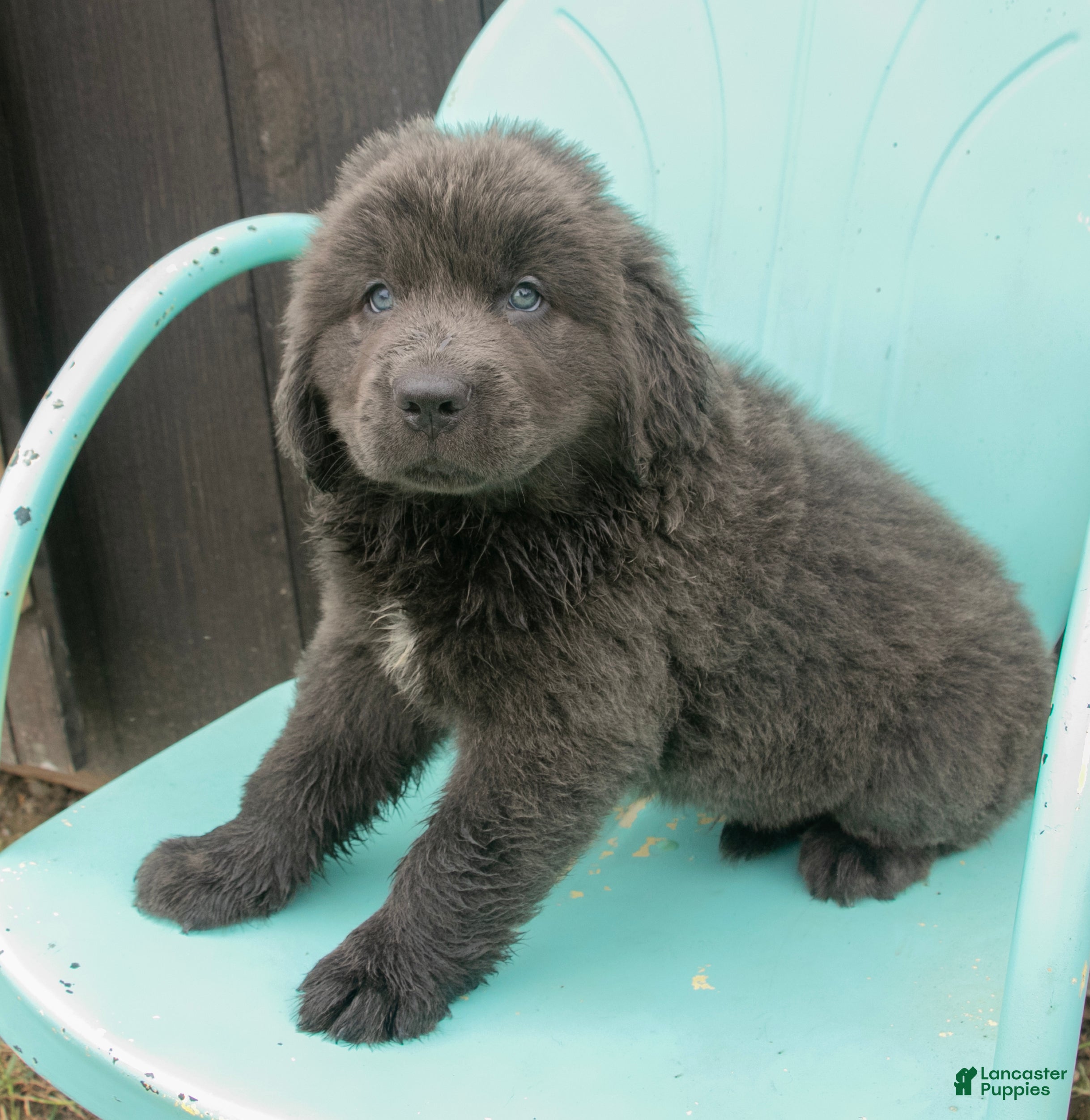 Newfoundland dogs Alex - Ad 2
