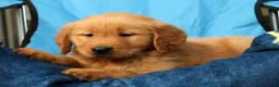 Golden Retriever dogs for sale: Rhyss - Ad 7