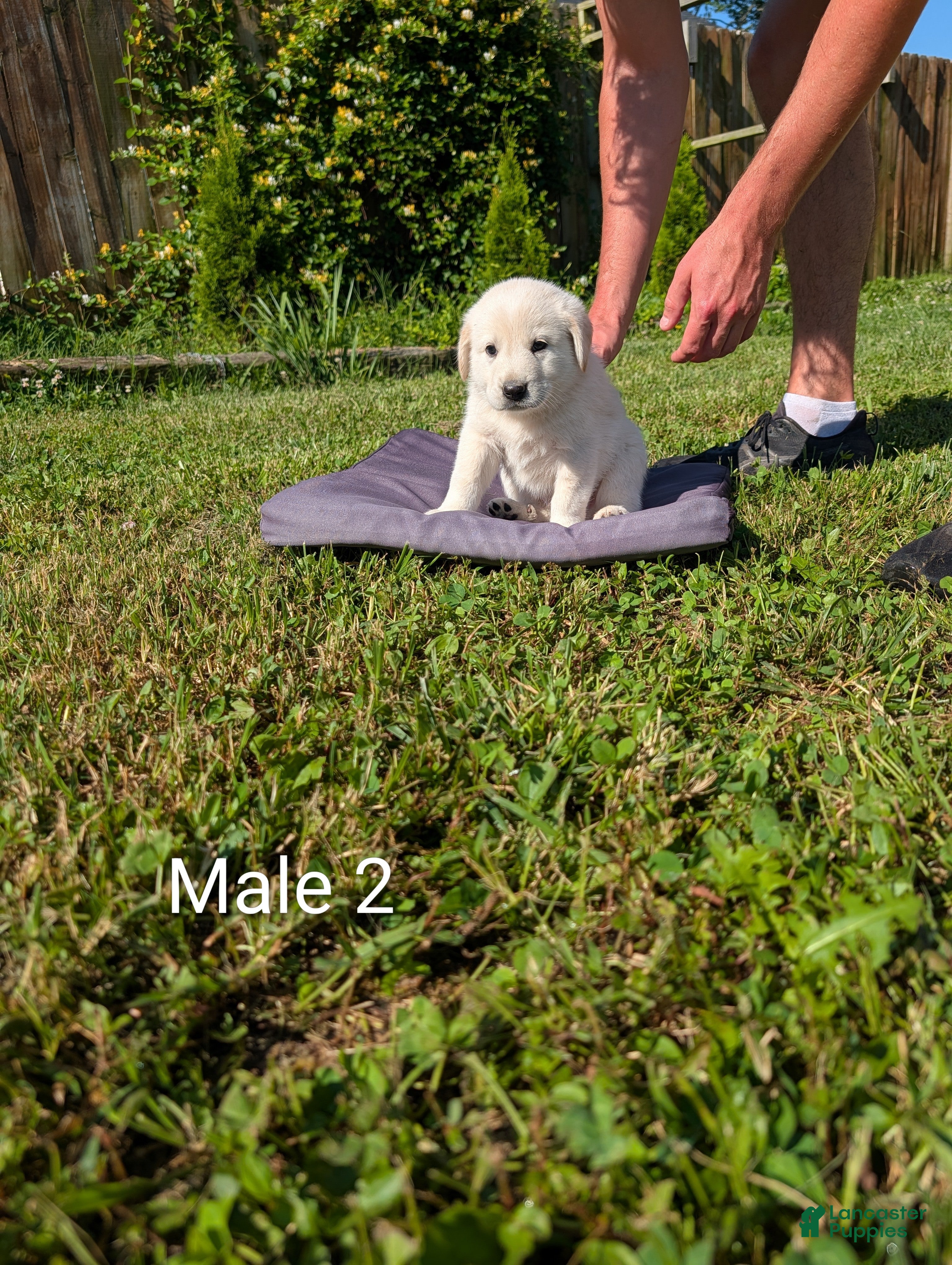 Mixed Breed dogs American Pyre 2 - Ad 2