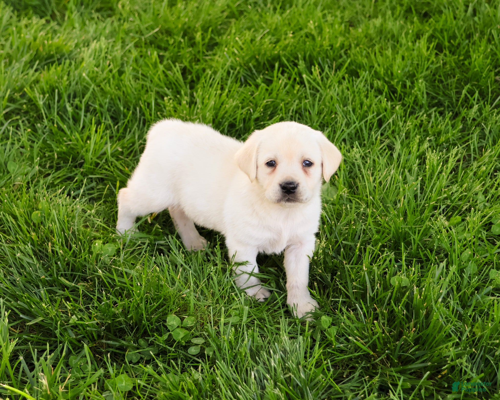 Labrador Retriever dogs Phineas  - Ad 36
