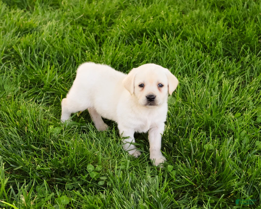 Labrador Retriever dogs for sale: Phineas  - Ad 1