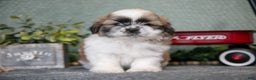 Shih Tzu dogs for sale: Joan - Ad 3
