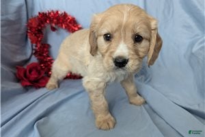 Mixed Breed dogs Cooper - Ad 2