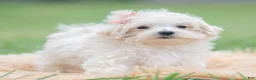 Maltipoo dogs for sale: Nellie - Ad 2