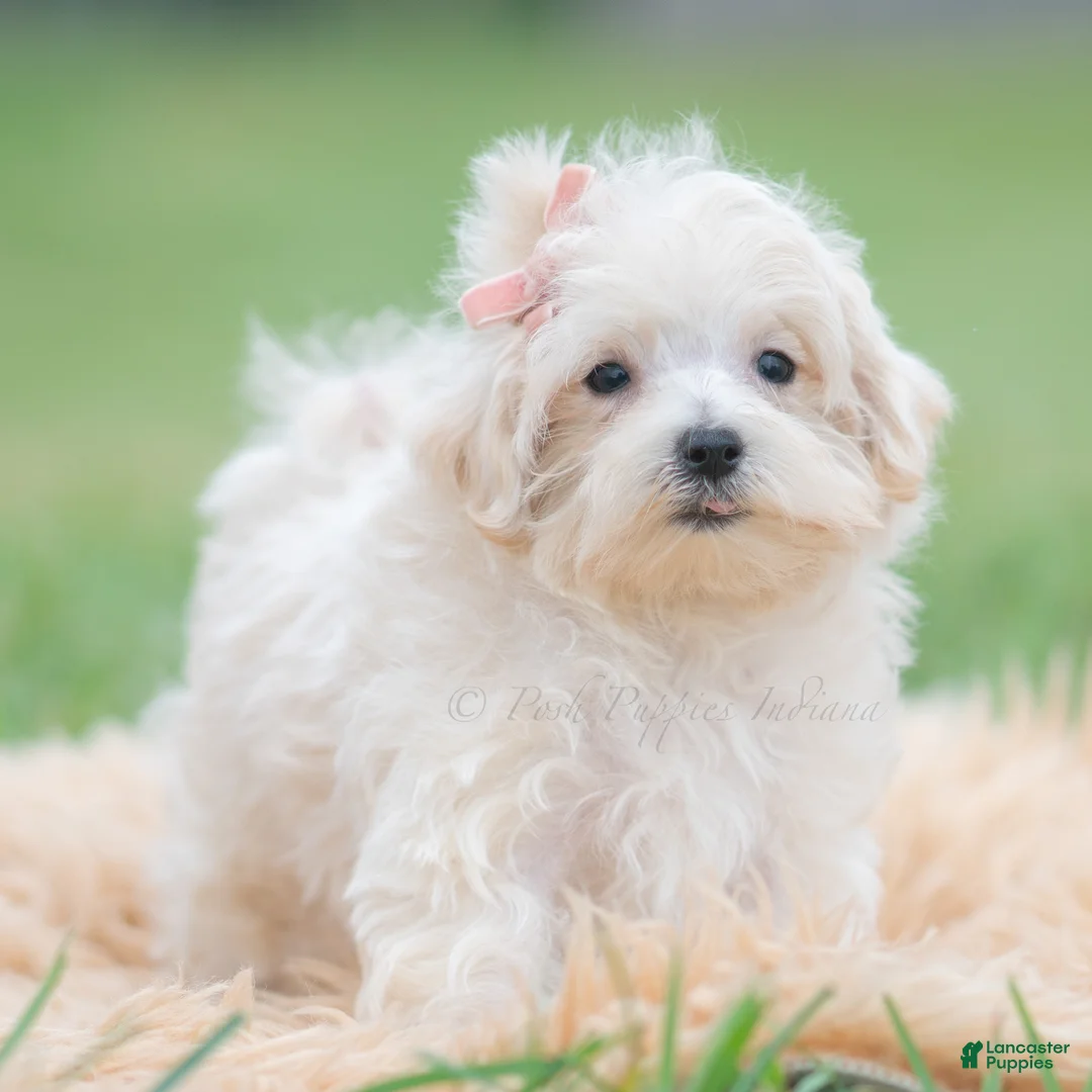 Maltipoo dogs for sale: Nellie - Ad 2