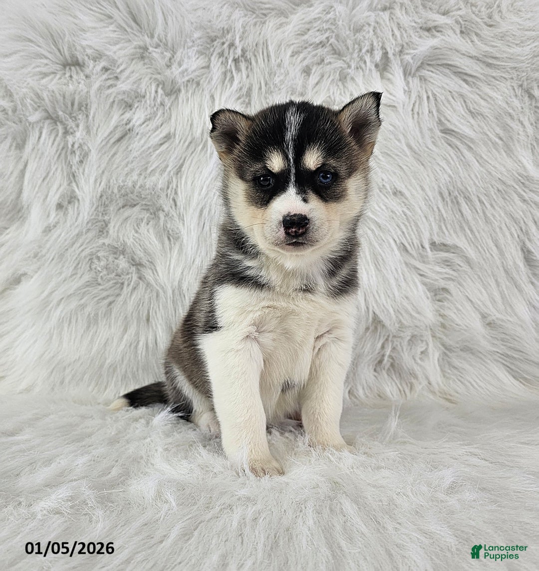 Pomsky dogs for sale: Rory - Ad 3