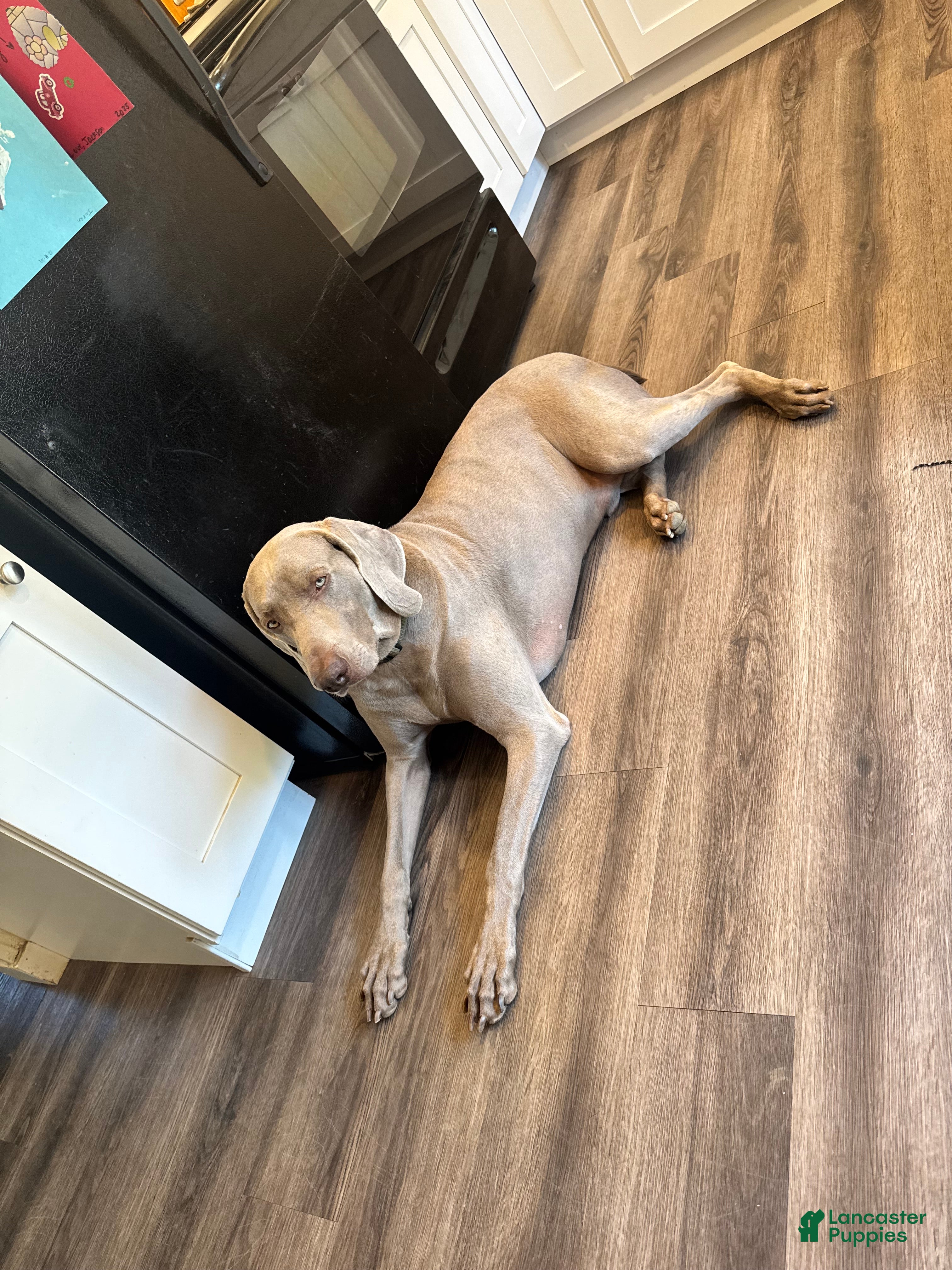 Ruger