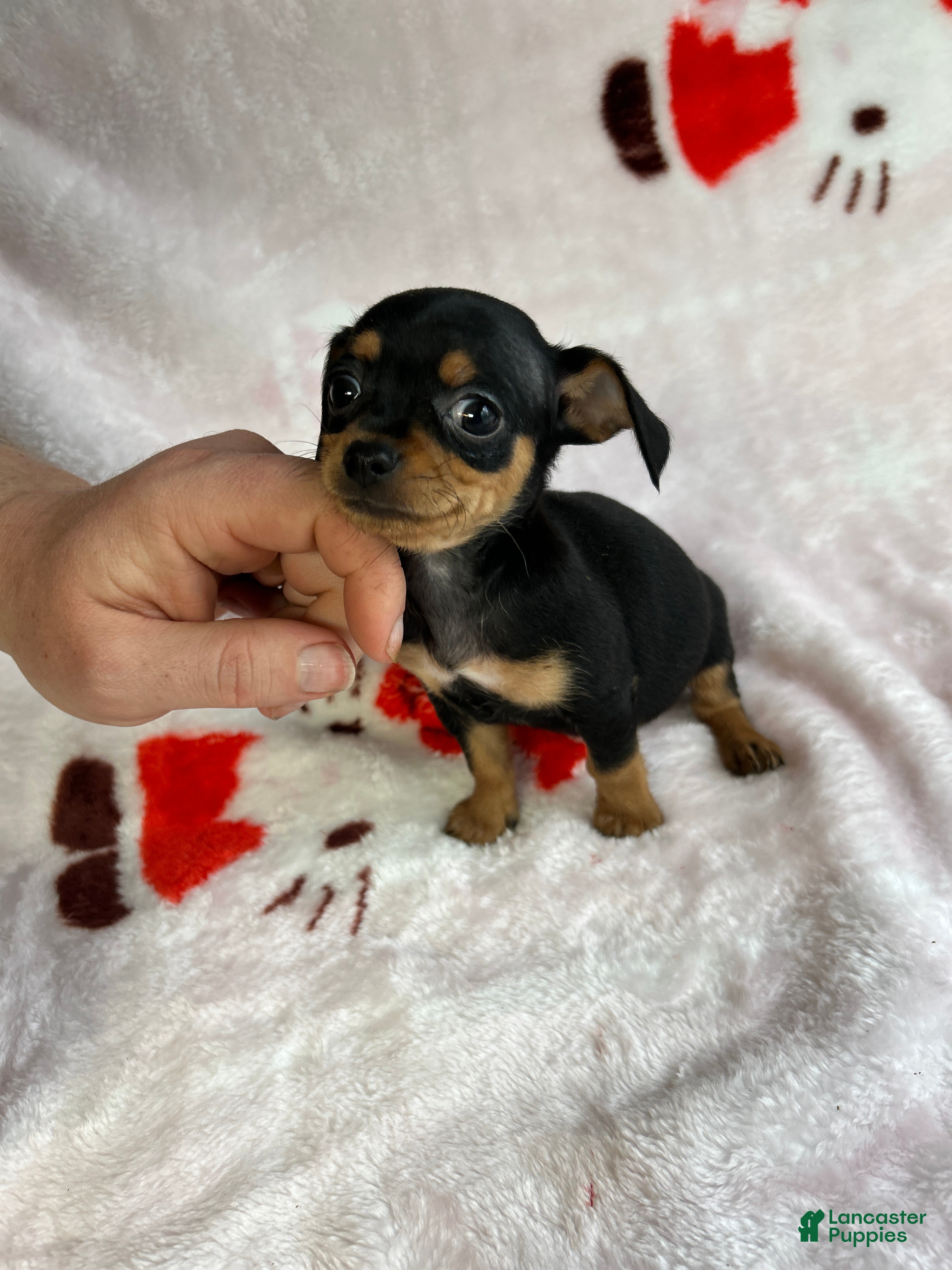 Chiweenie dogs Lyla - Ad 1
