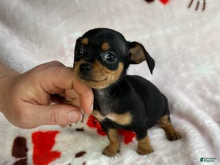 Chiweenie dogs Lyla - Ad 1