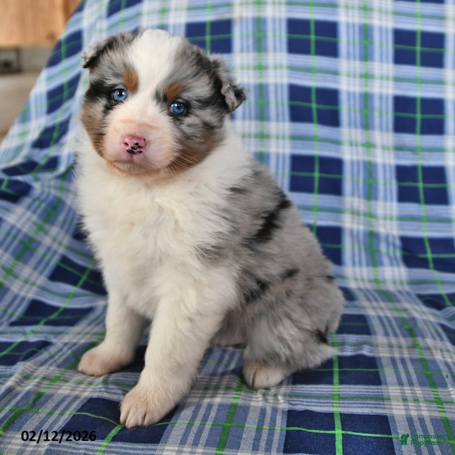 Australian Shepherd dogs Reed - Ad 2