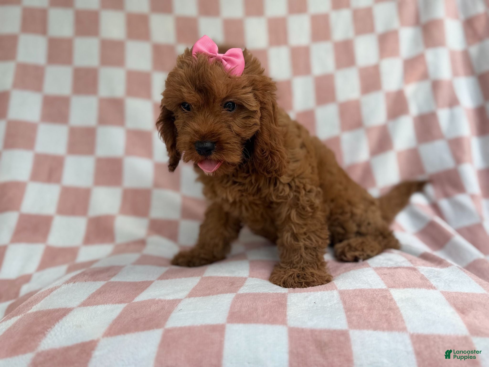 Cavapoo dogs Reba - Ad 2