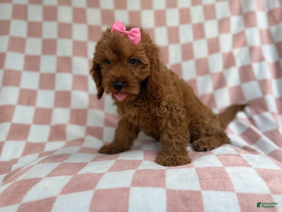 Cavapoo dogs for sale: Reba - Ad 2