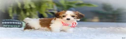 Cavachon dogs for sale: Scout - Ad 10