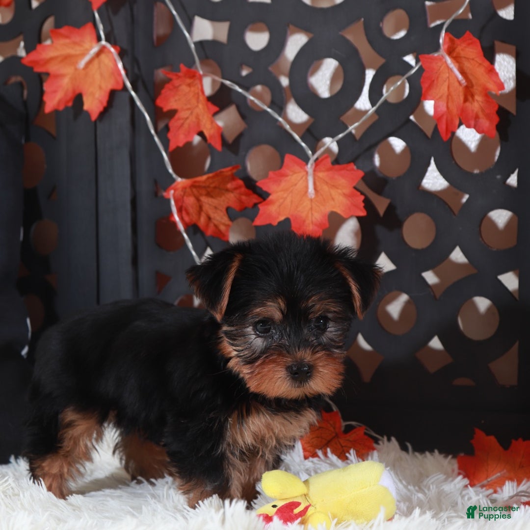 Yorkshire Terrier dogs for sale: Ariana - Ad 4