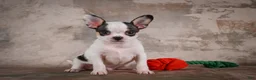 Chihuahua dogs for sale: Ernie - Ad 10