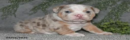 English Bulldog dogs for sale: Akila - Ad 4